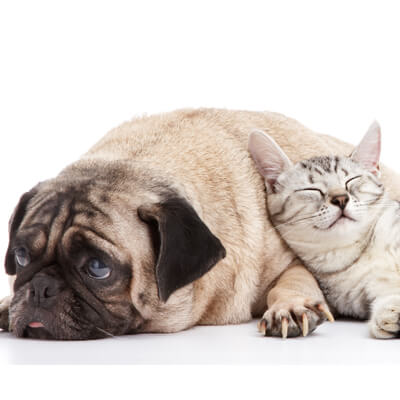 Cat and dog snuggling Cat and dog snuggling