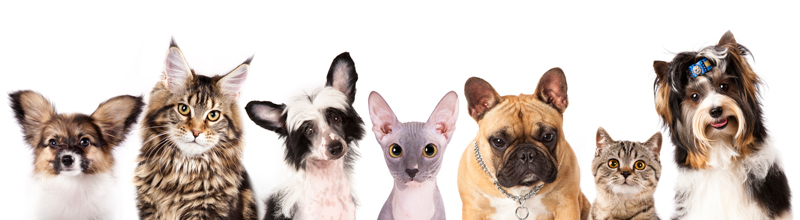 Group of animals Group of animals