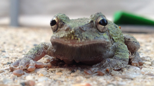 tree frog