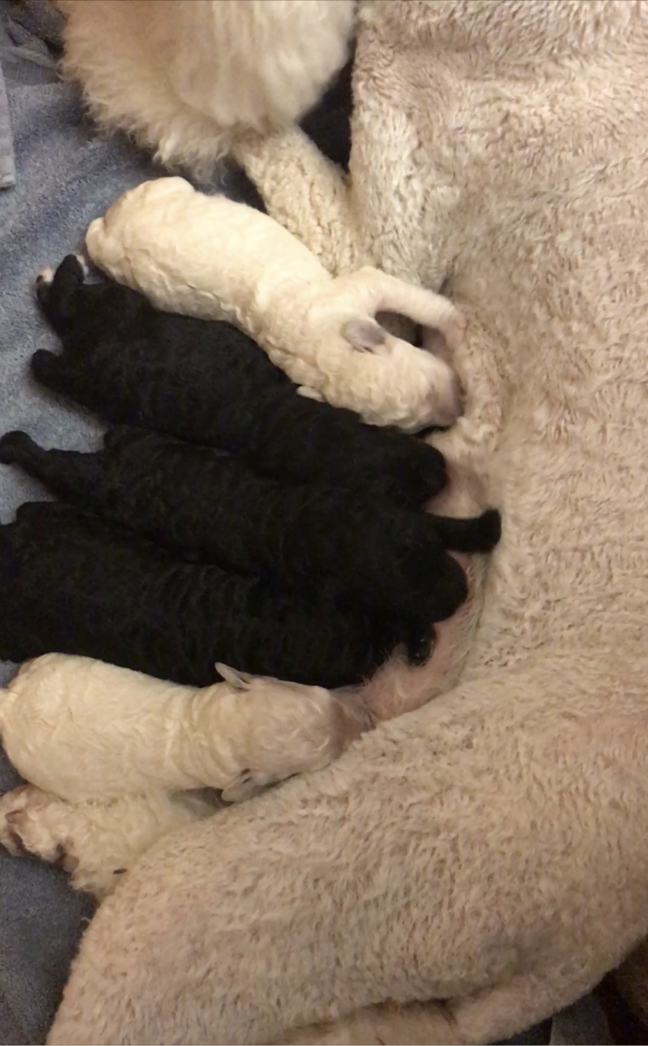 puppies puppies